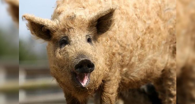 匈牙利國寶綿羊豬(曼加利察豬)
